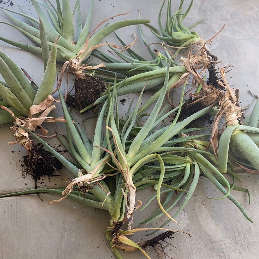 Aloe Vera